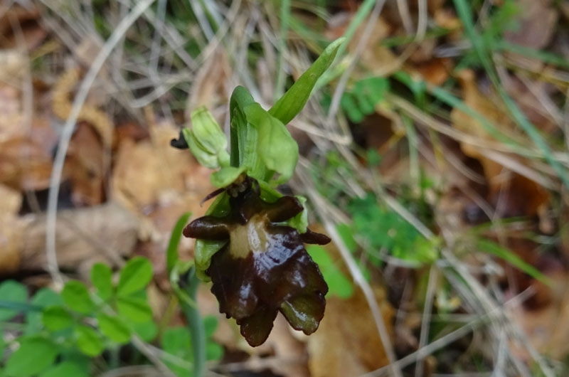 Lusus ? aberrazione ?....lusus di Ophrys insectifera